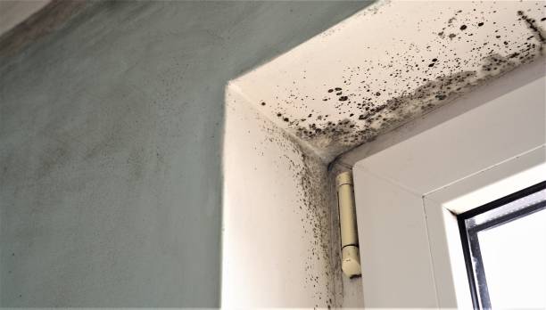 Best Environmental Consulting for Mold Prevention  in Livingston, AL