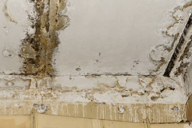 Best Emergency Mold Remediation  in Livingston, AL