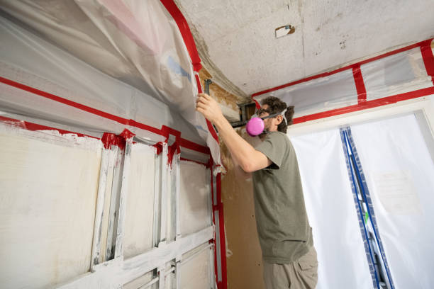 Best Black Mold Removal  in Livingston, AL