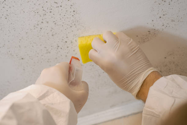 Best Mold-Related Health Consultation  in Livingston, AL