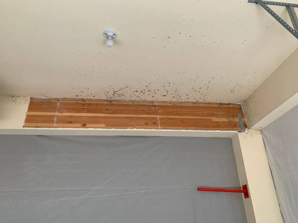 Best Comprehensive Air Testing for Mold Contaminants  in Livingston, AL