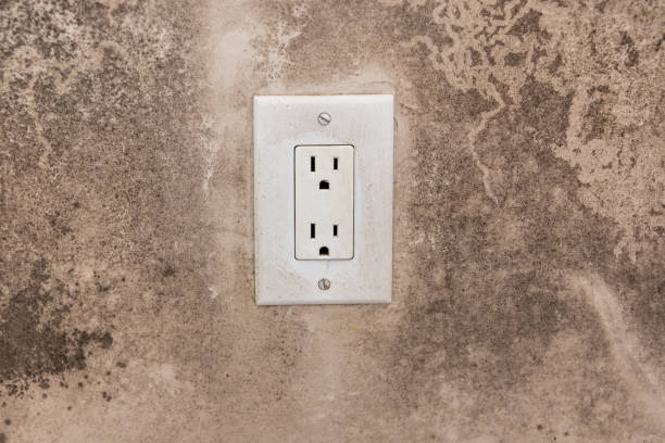 Trusted Livingston, AL Mold Removal Experts