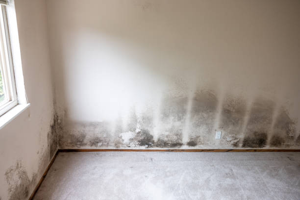 Best Water Damage & Mold Remediation  in Livingston, AL