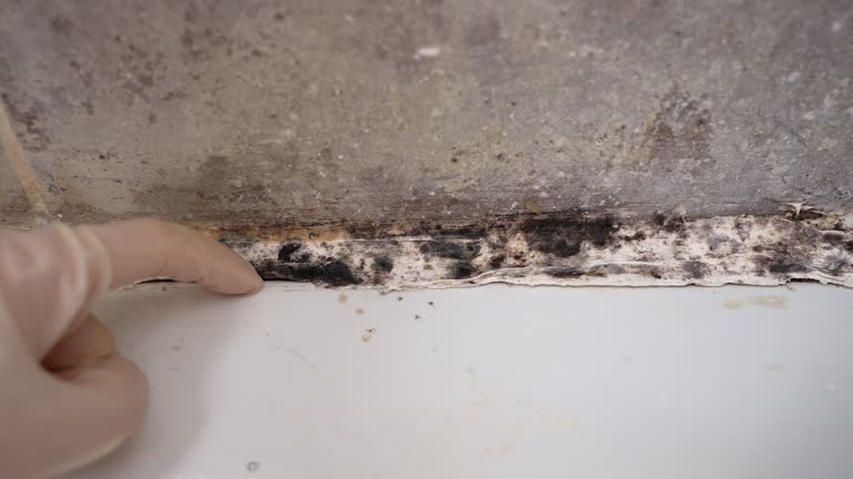 Best HVAC Mold Inspection and Cleaning  in Livingston, AL